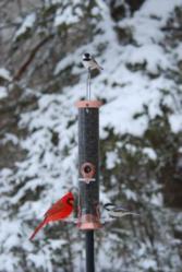 Droll Yankees CJM15C in winter